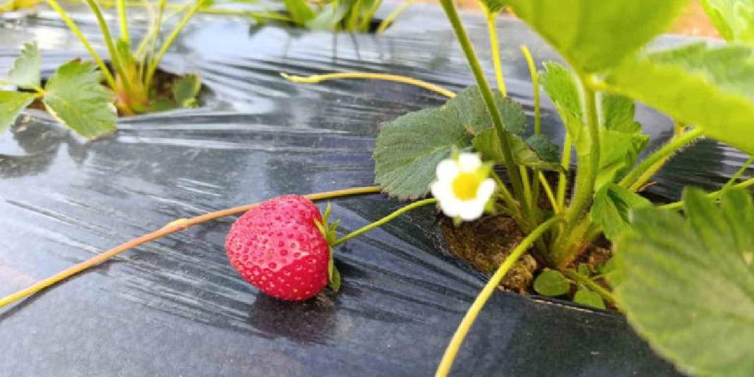 “Kasım ayında çilek mi olur?” demeyin! Aroması da kalitesi de tescilli: Kilosu 150 TL’den üreticinin yüzünü güldürüyor 4